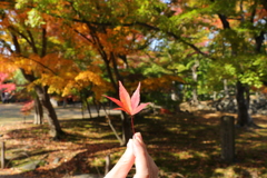 風に舞う落し物