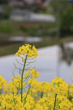 菜の花&水田