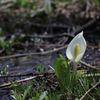 水芭蕉の季節