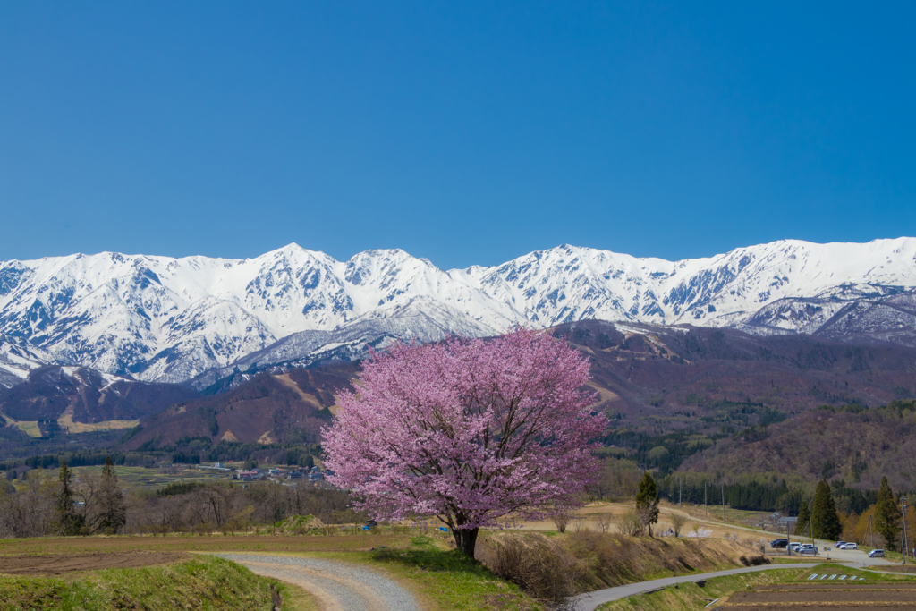 野平の桜