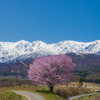 野平の桜