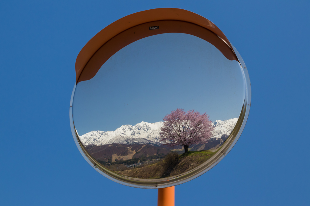 野平の桜　番外編