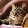 ＧＷは眠いのです