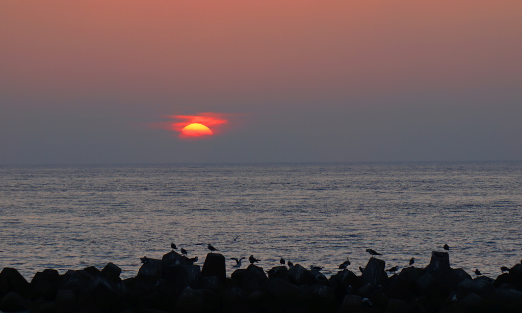 夕暮れのウミネコ