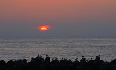 夕暮れのウミネコ