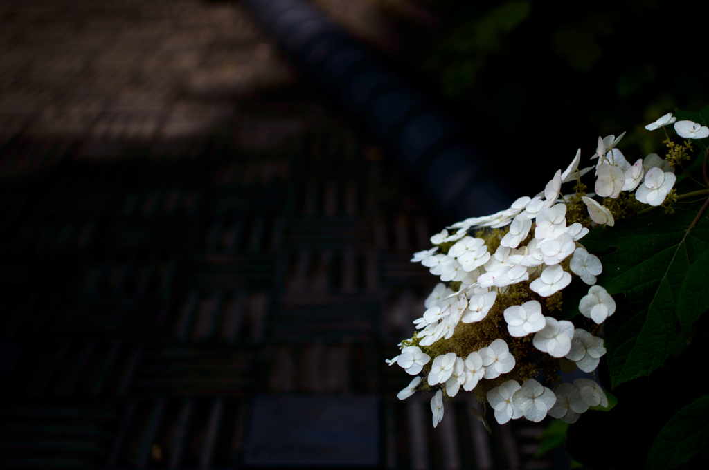 紫陽花