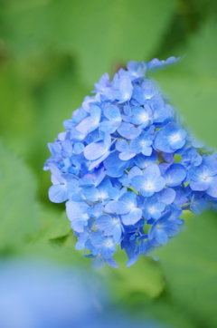 ふわり