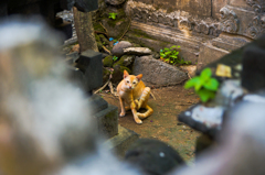 バリの野良猫