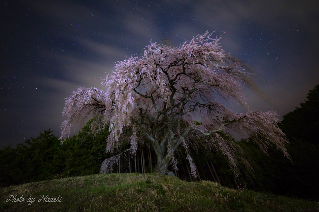 孤高の桜 ーその弐ー