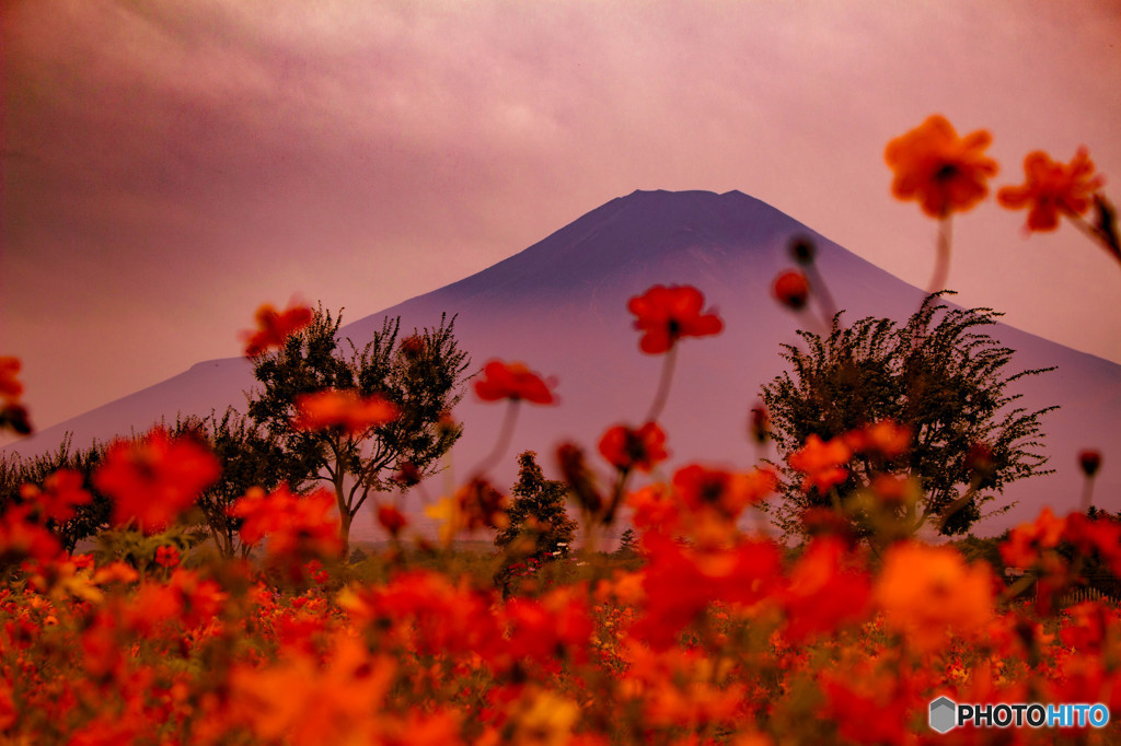 花の都　Ⅲ