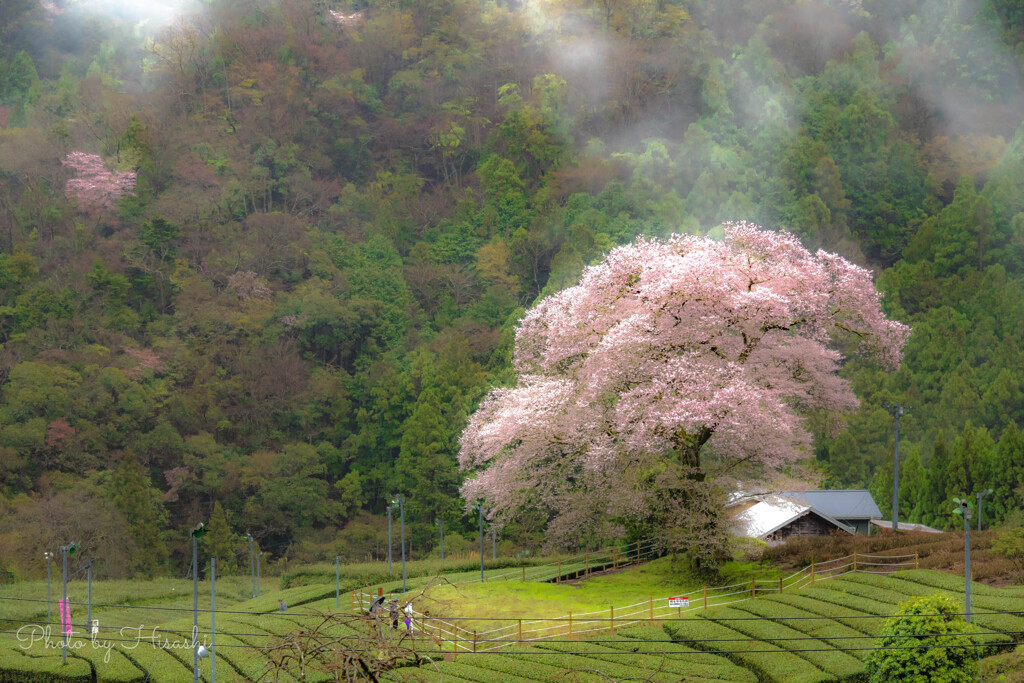 遠い春、こころの春