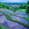 白橿