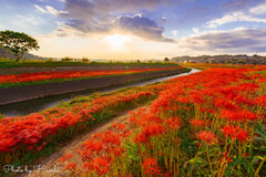 ＲＥＤ　ＣＡＲＰＥＴ　ー悲願花ー