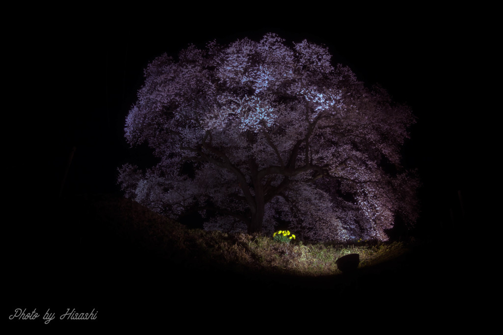 Light　Up
