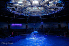 Dolphin Dream
