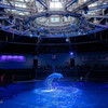 Dolphin Dream