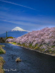 去りゆく桜の季
