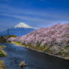 去りゆく桜の季