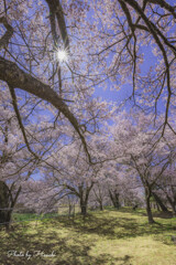 高遠の春