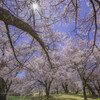 高遠の春