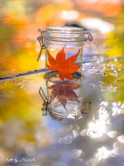 小さい秋、見つけた