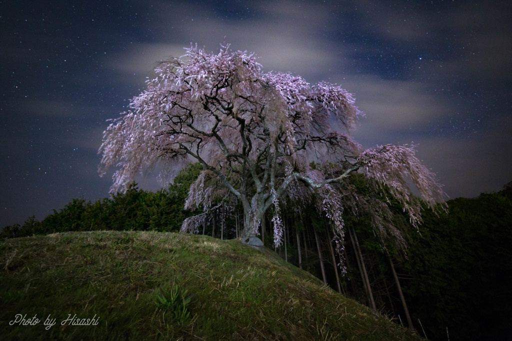 孤高の桜