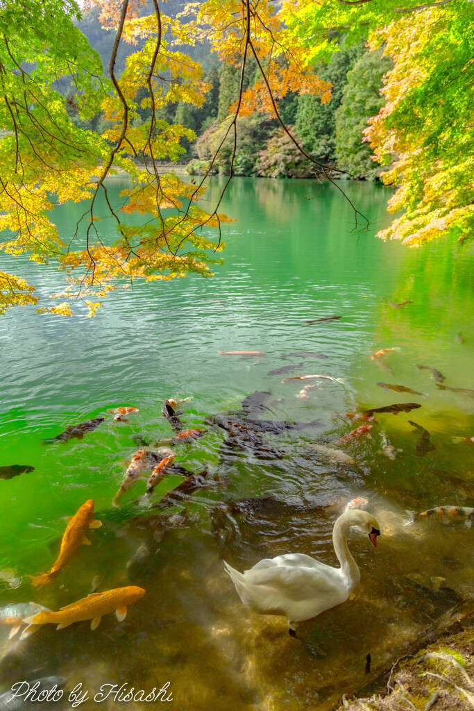賑やかな秋の水面