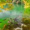 賑やかな秋の水面