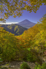 富士には月見草がよく似合ふ