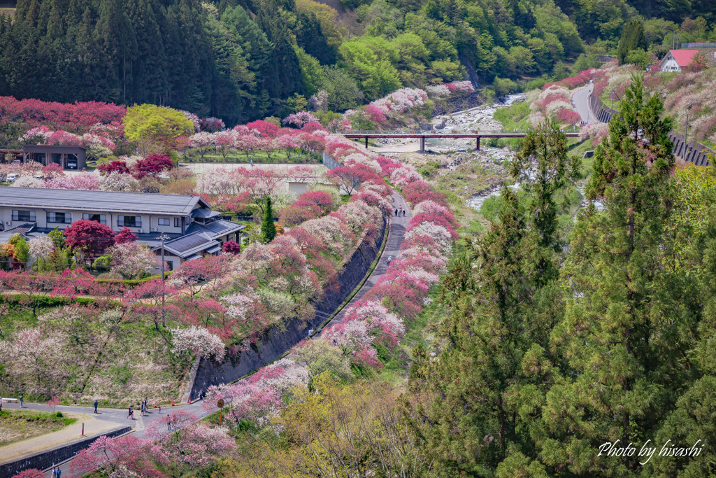 桃色吐息