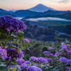 紫陽花咲く風景