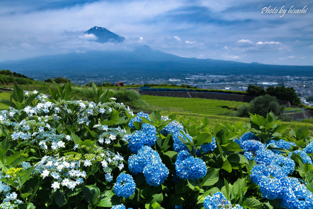 紫陽花のある風景