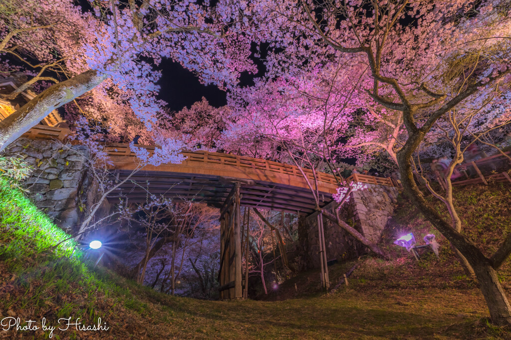桜咲くあの橋の下で　ー横バージョン―