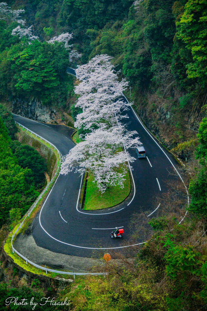 桜便り