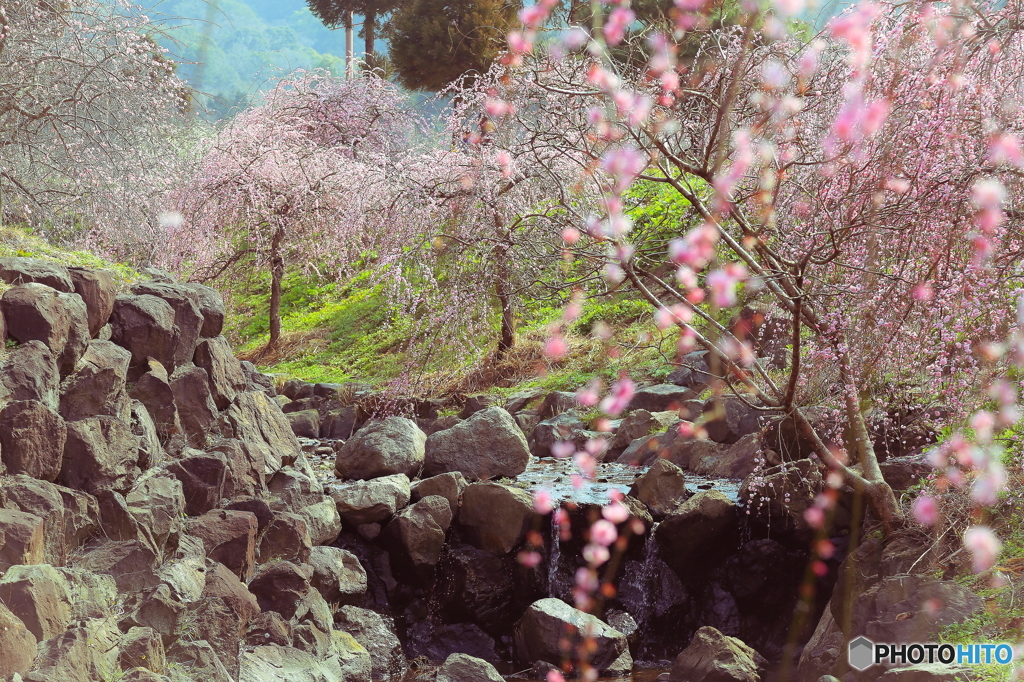 梅は百花の魁