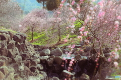 梅は百花の魁