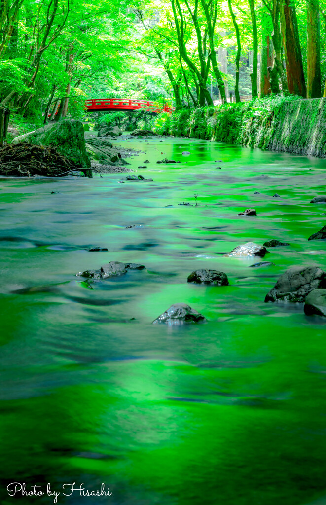 新緑の水面