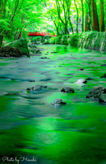 新緑の水面