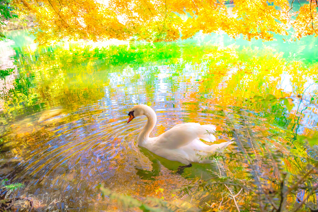 白鳥の湖　ー秋の景－