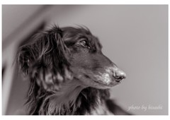 ついておいで ついておいで