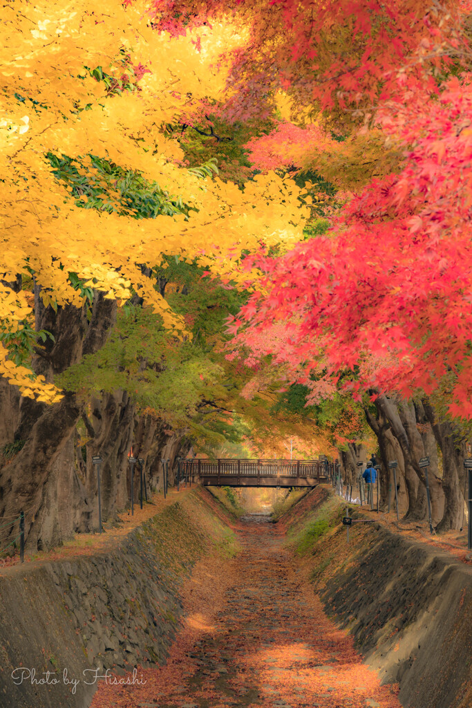 秋色の回廊　Ⅱ
