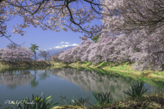 春の庭にて