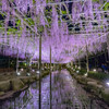 藤色の雨