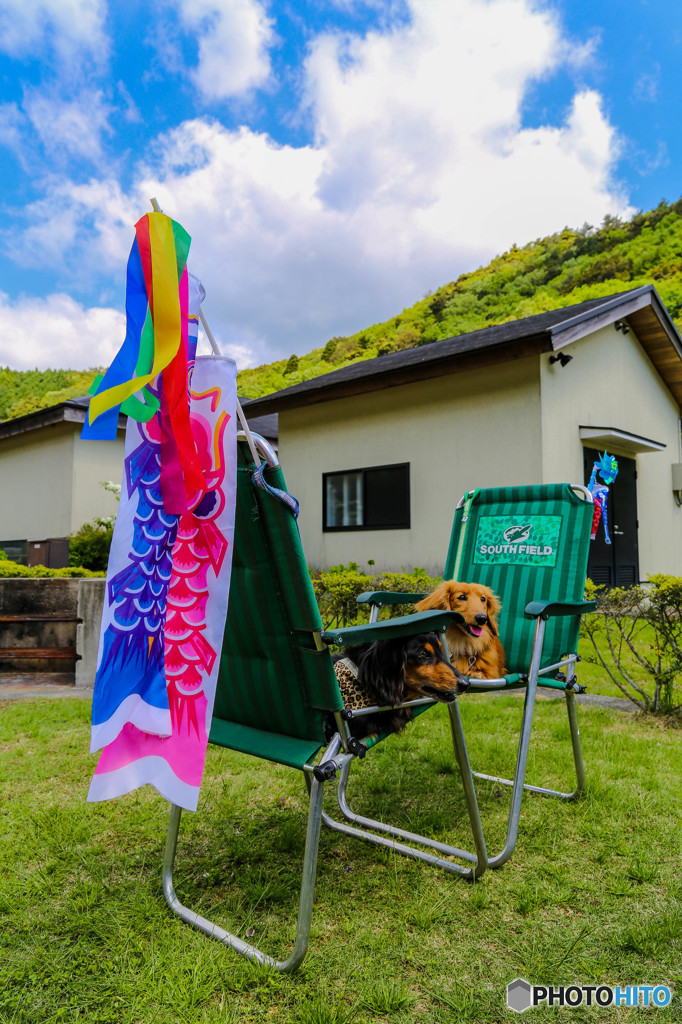 屋根より低い鯉のぼり 
