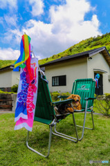 屋根より低い鯉のぼり 