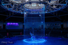 Dolphin Dream　2