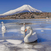 凍える白鳥の湖