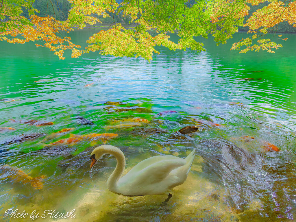 またね、ハク丸くん