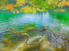 またね、ハク丸くん