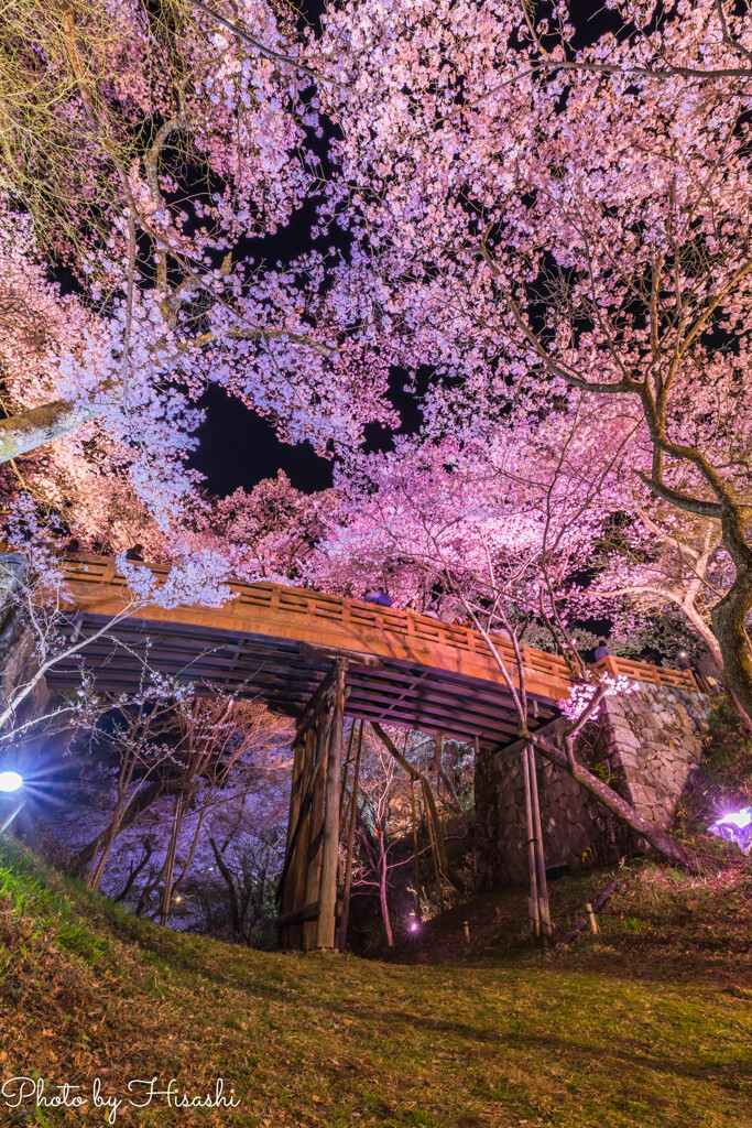 桜咲くあの橋の下で
